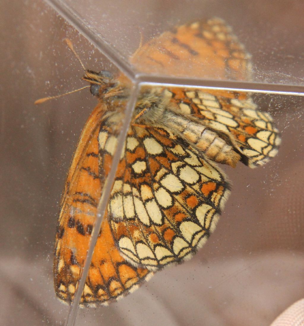 Melitaea celadussa?  S